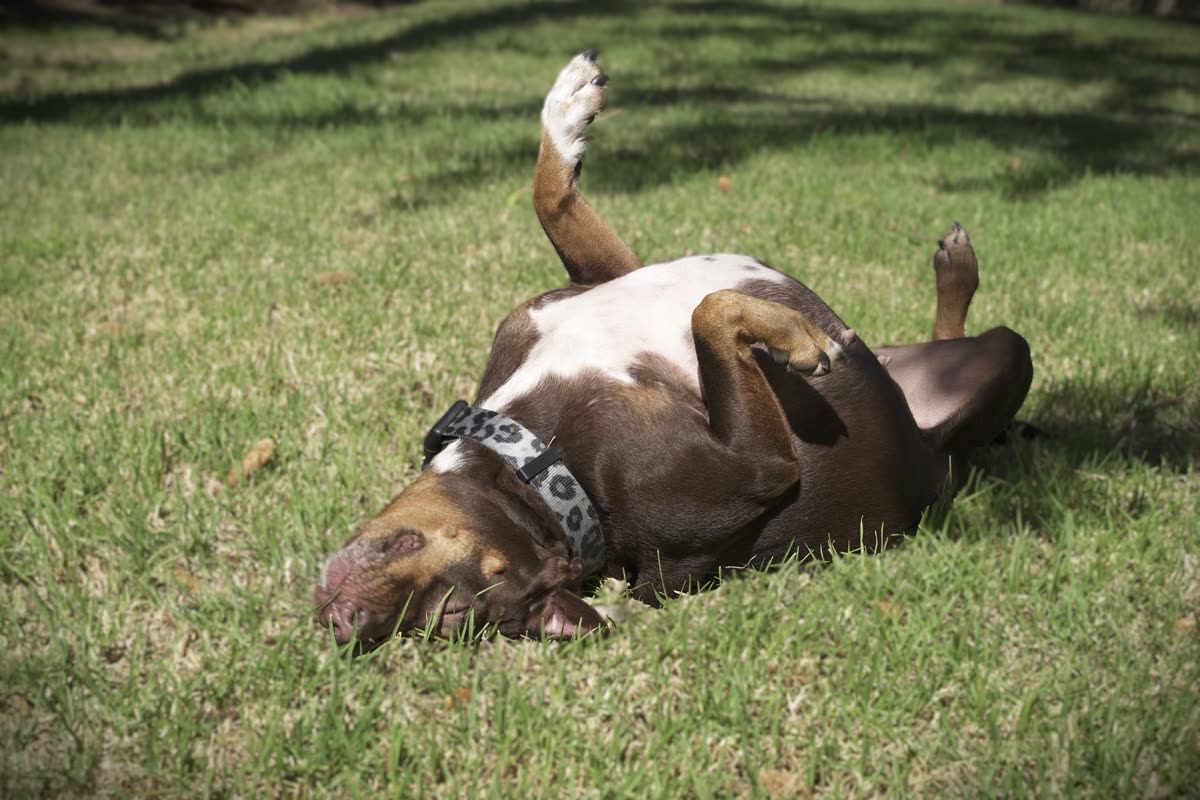 Perro sano