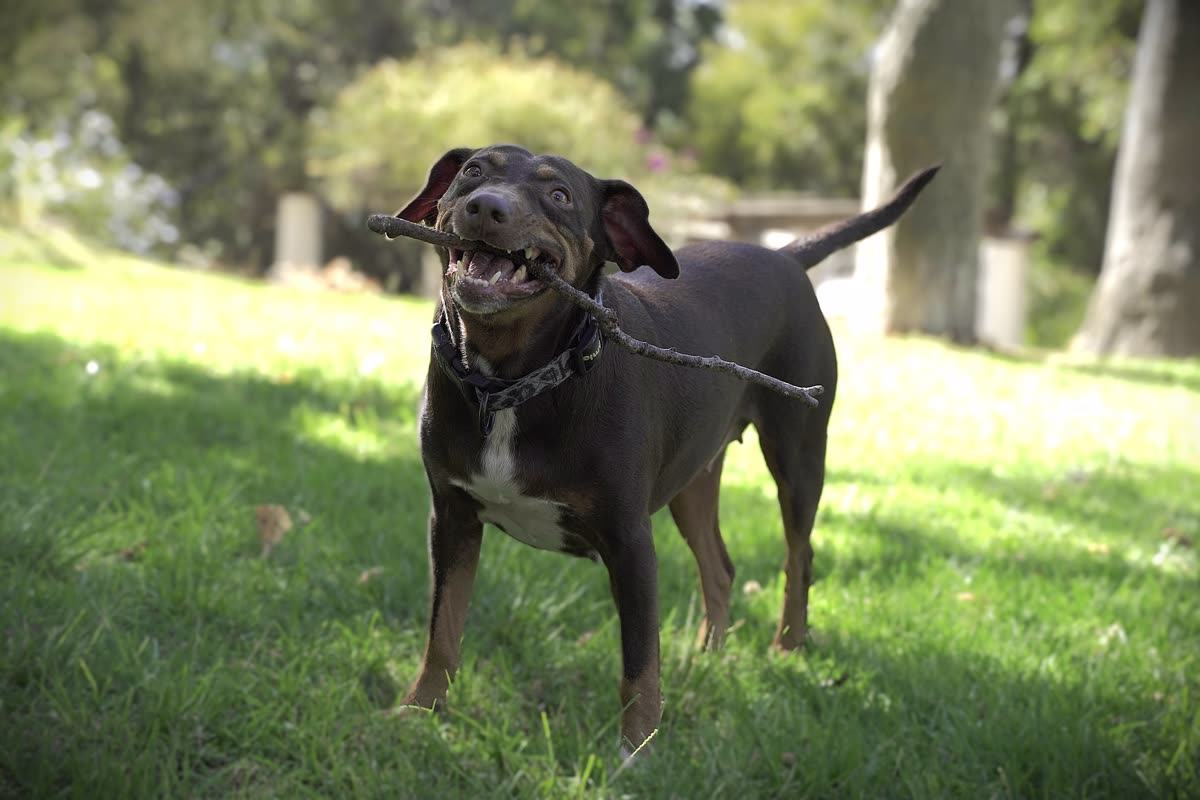 Perro sano al aire libre