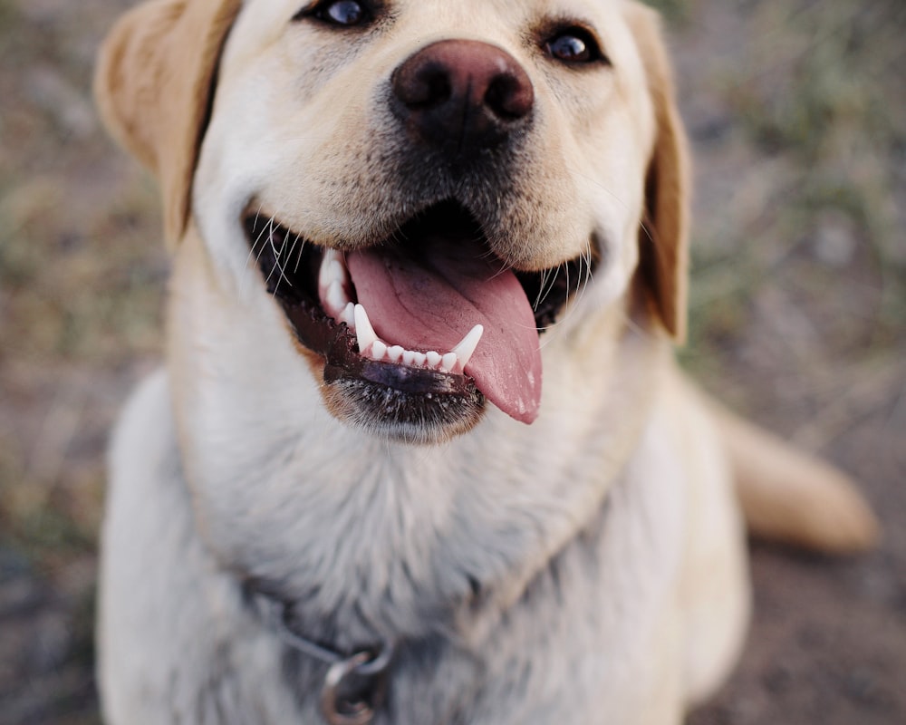 Perro sano al aire libre