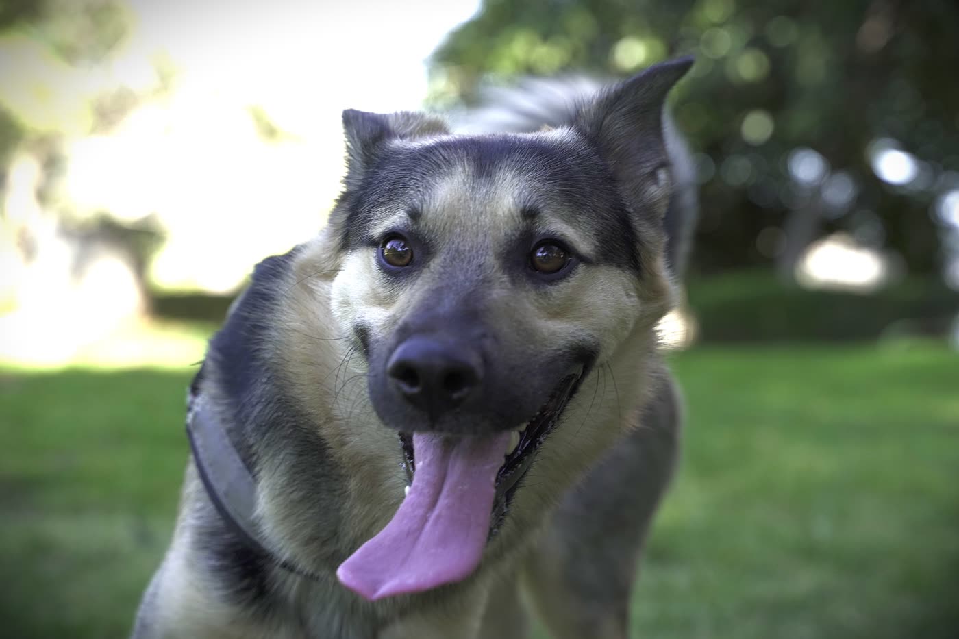 Perro sano y feliz